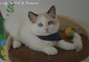 femelle seal bicolour  - Chatterie Ragdolls du Val de Beauvoir